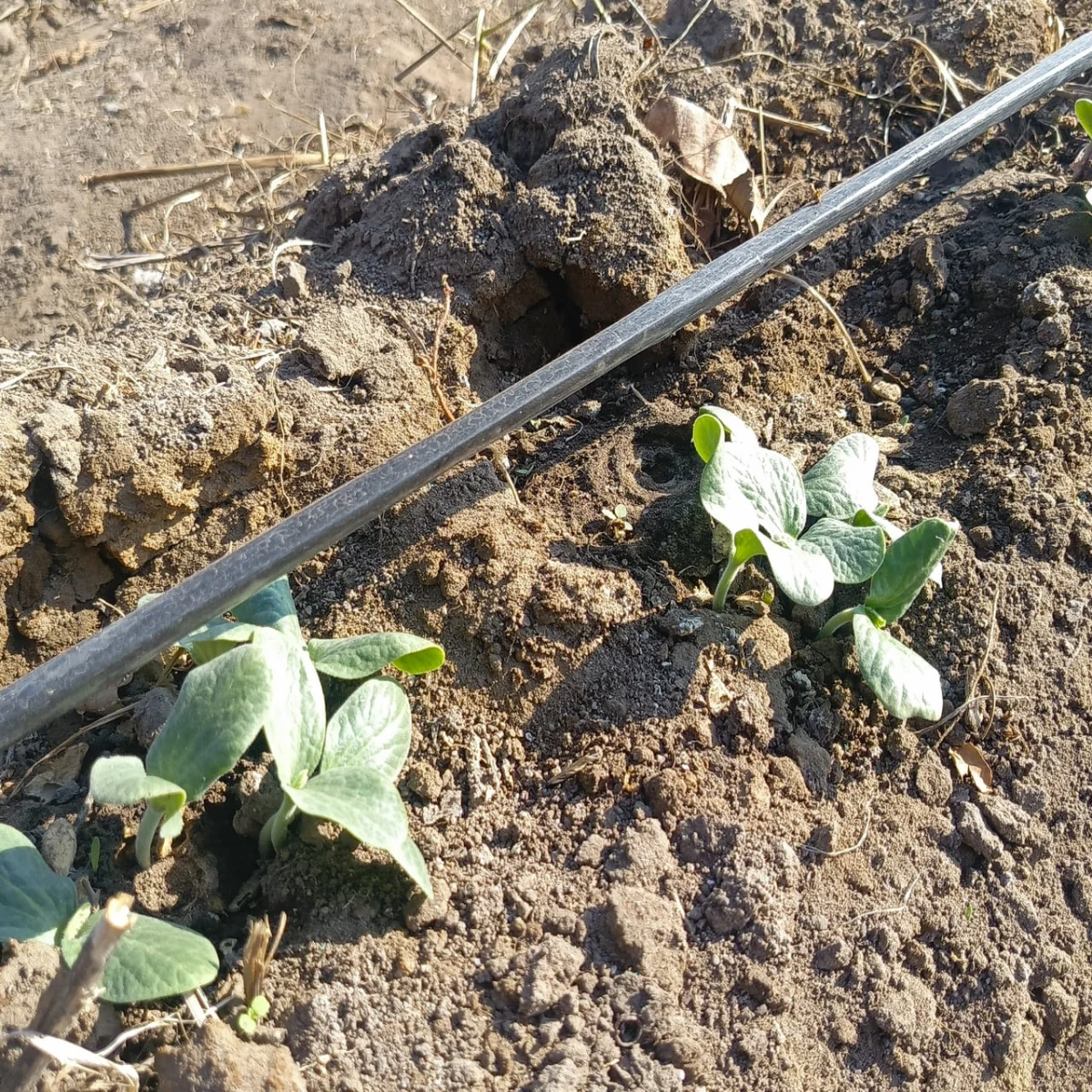 IMG_20250628_152211_171-1-1